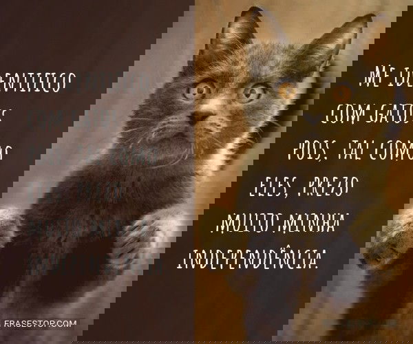 Me identifico com gatos...
