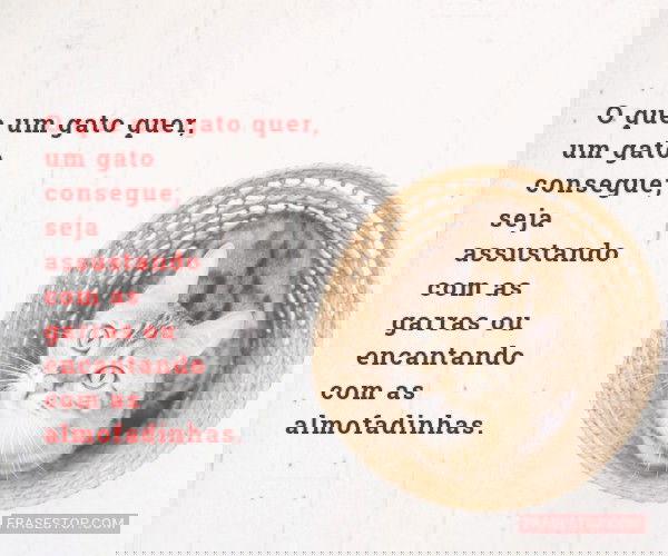 O que um gato quer, um...